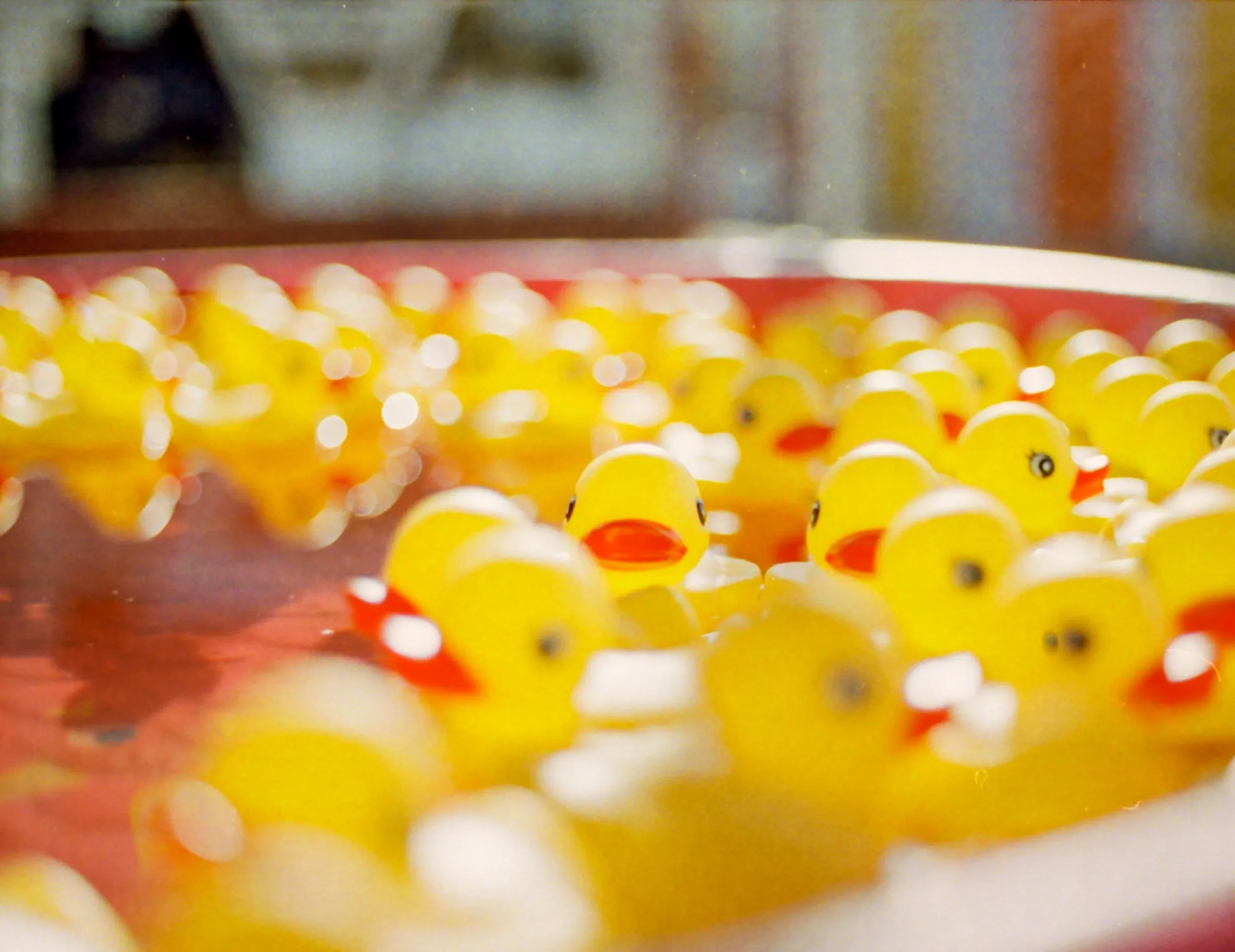 Custom jeep ducks bulk
