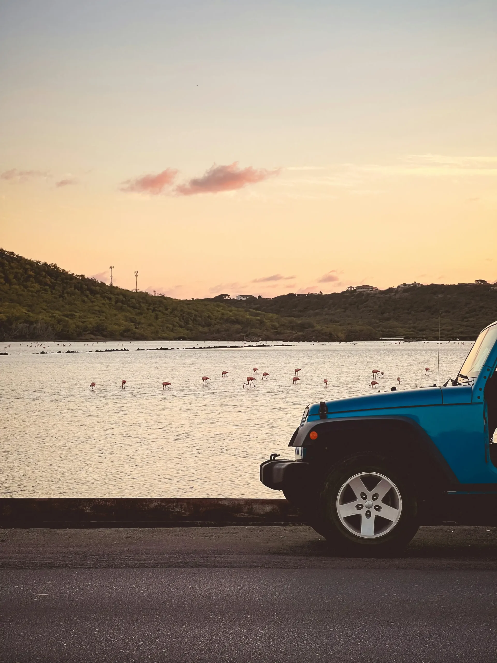 Custom jeep ducks bulk