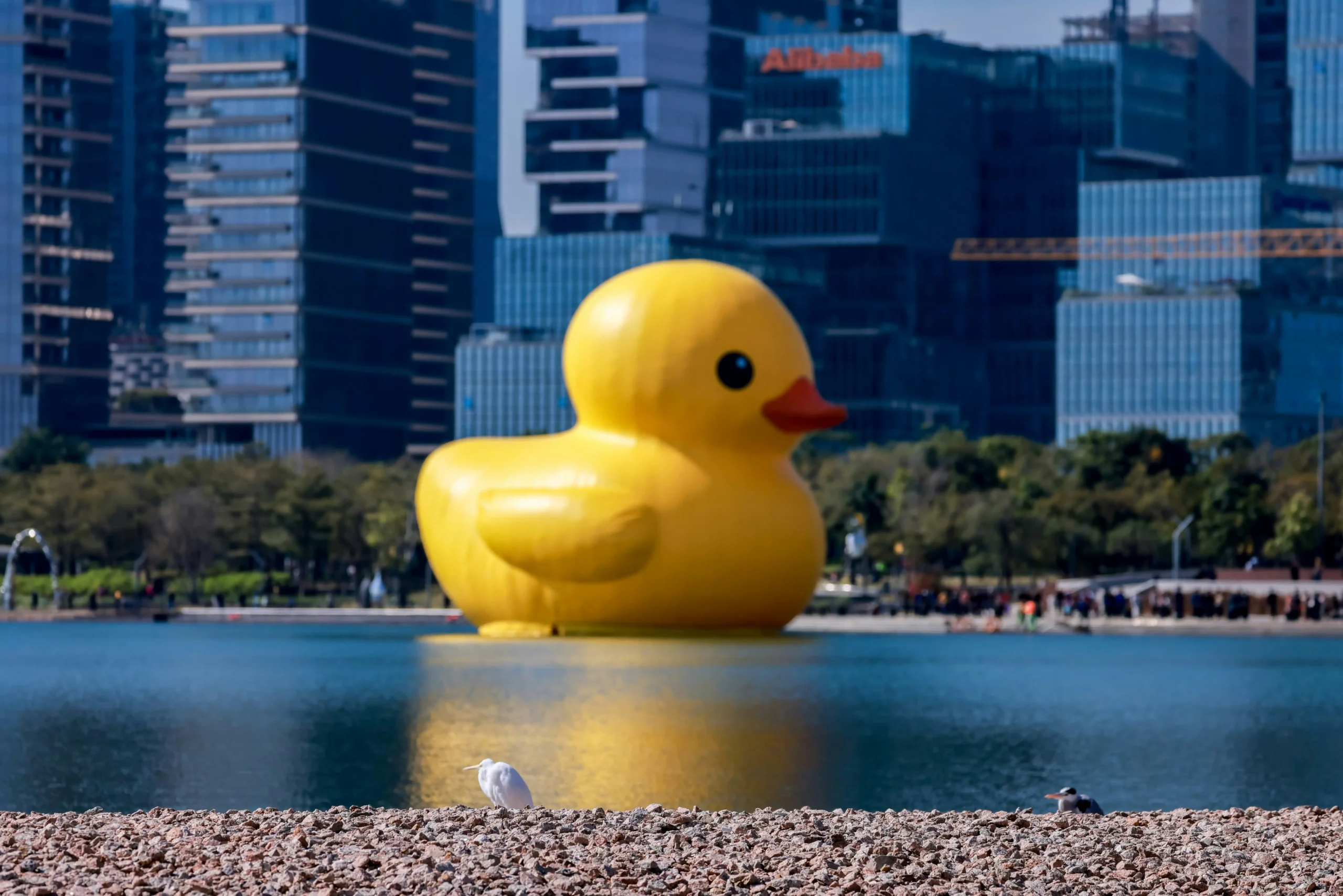 giant inflatable duck rental comparison