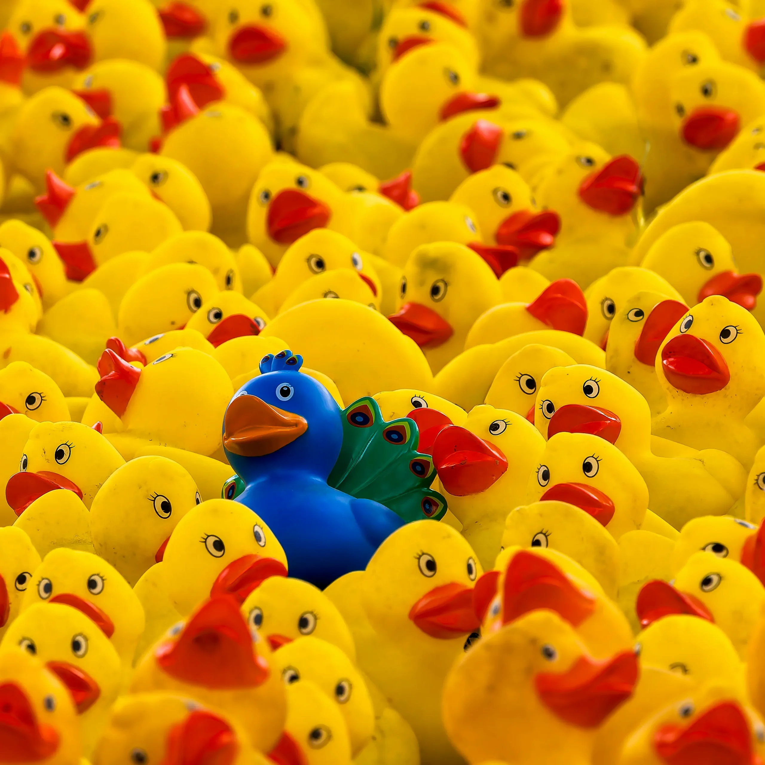 large rubber duck