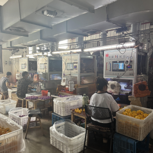 Workers painting rubber ducks at factory stations